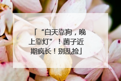 “白天靠狗，晚上靠灯”！菌子近期疯长！别乱捡