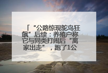 “公路惊现鸵鸟狂飙”后续：养殖户称它与同类打闹后“离家出走”，跑了1公里被找回