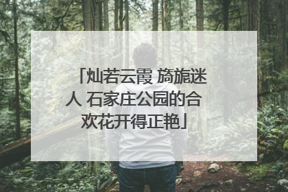 灿若云霞 旖旎迷人 石家庄公园的合欢花开得正艳