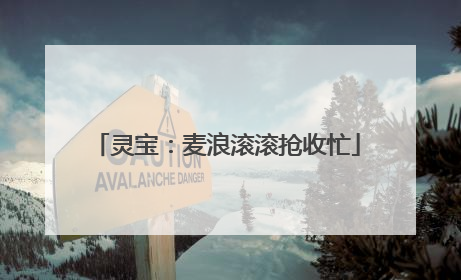 灵宝：麦浪滚滚抢收忙