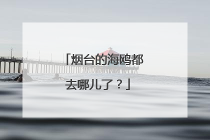烟台的海鸥都去哪儿了？