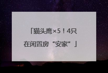 猫头鹰×5！4只在闲置房“安家”
