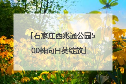石家庄西兆通公园500株向日葵绽放
