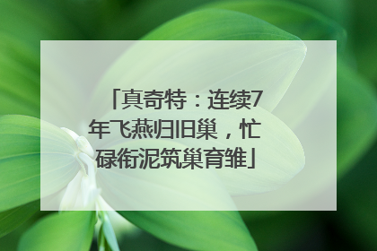 真奇特：连续7年飞燕归旧巢，忙碌衔泥筑巢育雏