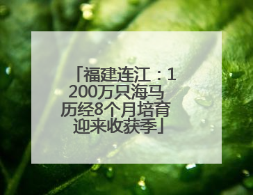 福建连江：1200万只海马历经8个月培育 迎来收获季