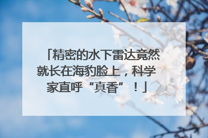 精密的水下雷达竟然就长在海豹脸上，科学家直呼“真香”！