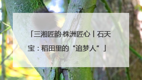 三湘匠韵·株洲匠心丨石天宝：稻田里的“追梦人”