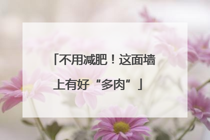 不用减肥！这面墙上有好“多肉”