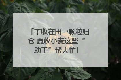 丰收在田→颗粒归仓 夏收小麦这些“助手”帮大忙