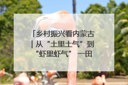 乡村振兴看内蒙古｜从“土里土气”到“虾里虾气” 一田双收模式火出圈