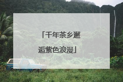 千年茶乡邂逅紫色浪漫