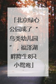 北京绿心公园成了“鸟类幼儿园”，福泽湖畔降生8只小鸳鸯