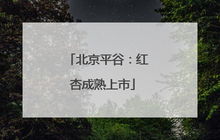 北京平谷：红杏成熟上市