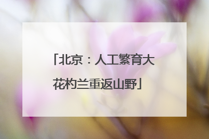 北京：人工繁育大花杓兰重返山野