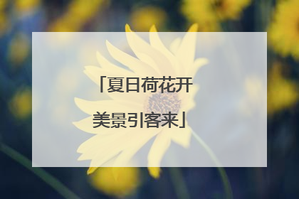 夏日荷花开 美景引客来
