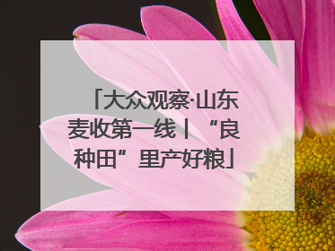 大众观察·山东麦收第一线丨“良种田”里产好粮