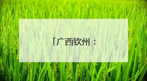 广西钦州：早稻收获忙