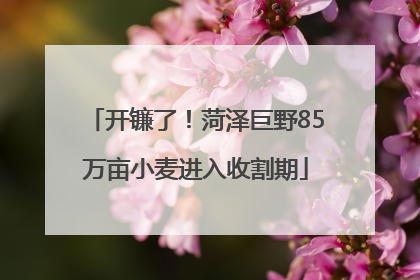开镰了！菏泽巨野85万亩小麦进入收割期