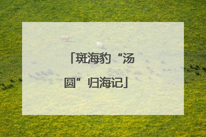 斑海豹“汤圆”归海记