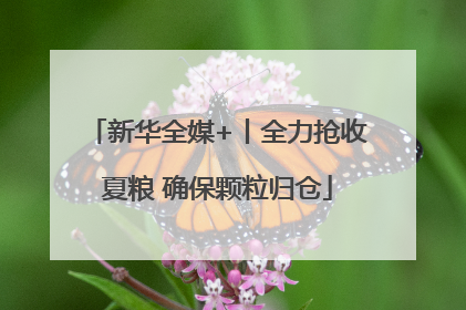 新华全媒+丨全力抢收夏粮 确保颗粒归仓