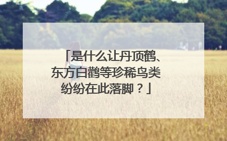 是什么让丹顶鹤、东方白鹳等珍稀鸟类纷纷在此落脚？