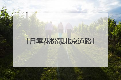 月季花扮靓北京道路