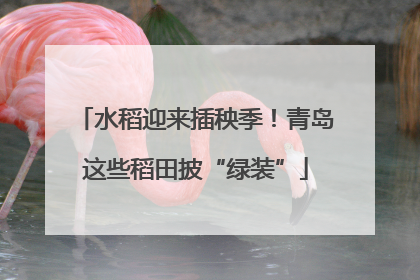 水稻迎来插秧季！青岛这些稻田披“绿装”
