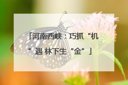 河南西峡：巧抓“机”遇 林下生“金”