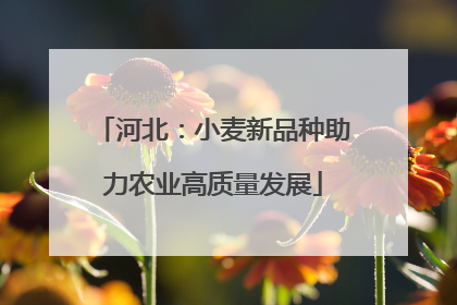 河北：小麦新品种助力农业高质量发展