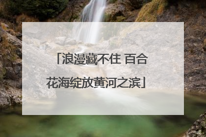 浪漫藏不住 百合花海绽放黄河之滨
