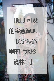 触手可及的宝藏湿地：长宁绿道里的“水杉镜林”