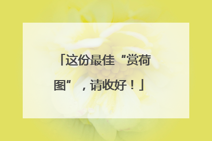 这份最佳“赏荷图”，请收好！