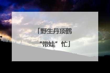 野生丹顶鹤“带娃”忙