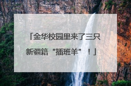 金华校园里来了三只新疆籍“插班羊”！