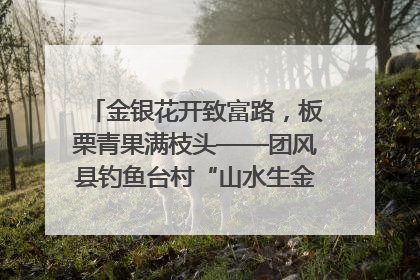 金银花开致富路，板栗青果满枝头——团风县钓鱼台村“山水生金”谱写共富新篇章