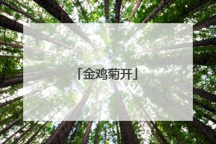 金鸡菊开
