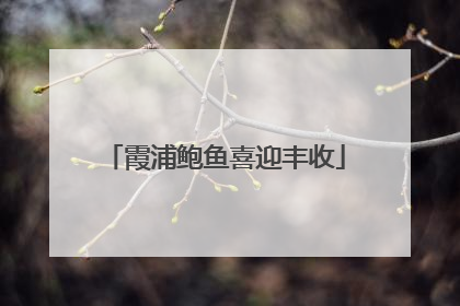 霞浦鲍鱼喜迎丰收