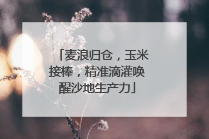 麦浪归仓，玉米接棒，精准滴灌唤醒沙地生产力