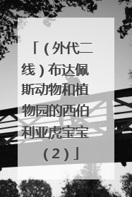 （外代二线）布达佩斯动物和植物园的西伯利亚虎宝宝（2）