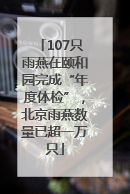 107只雨燕在颐和园完成“年度体检”，北京雨燕数量已超一万只