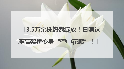 3.5万余株热烈绽放！日照这座高架桥变身“空中花廊”！